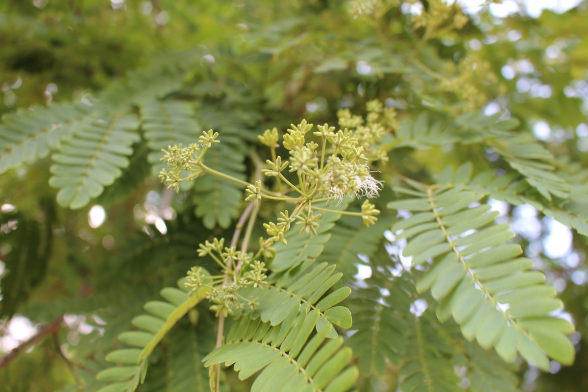 Albizia odoratissima (L.f.) Benth.